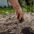 Découvrir le mélange de terre végétale : ce que vous devez savoir